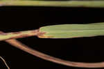 Silver beardgrass